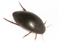 Ilybius quadriguttatus